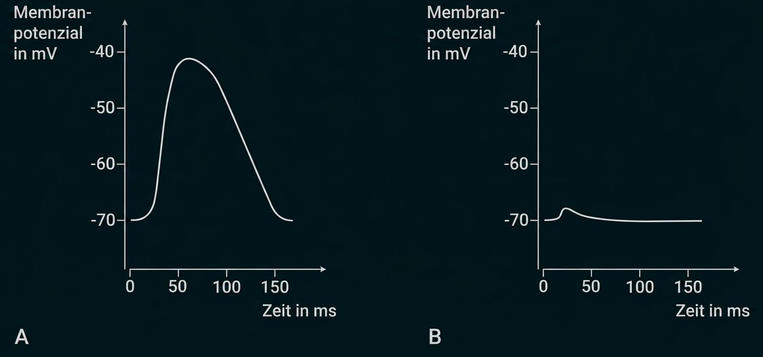 Zwei Graphen (A,B) mit Membranpotenzial (mV) gegen Zeit (ms); A: ausgeprägte Depolarisation, B: geringe Änderung.